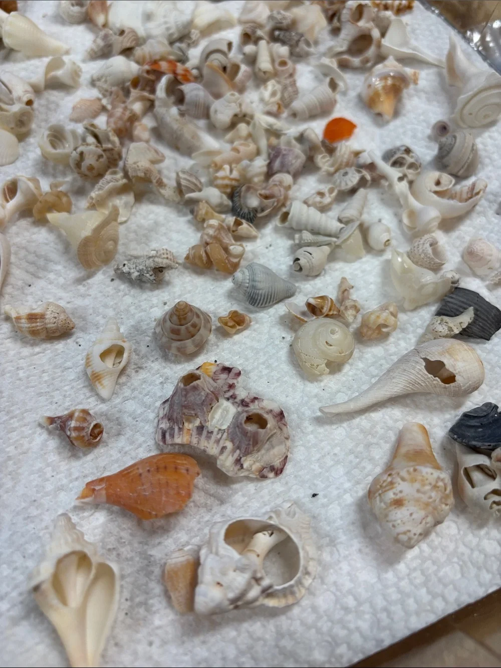 Natural Mixed Seashells Decorative Aquarium Substrate miniature Sanibel shells